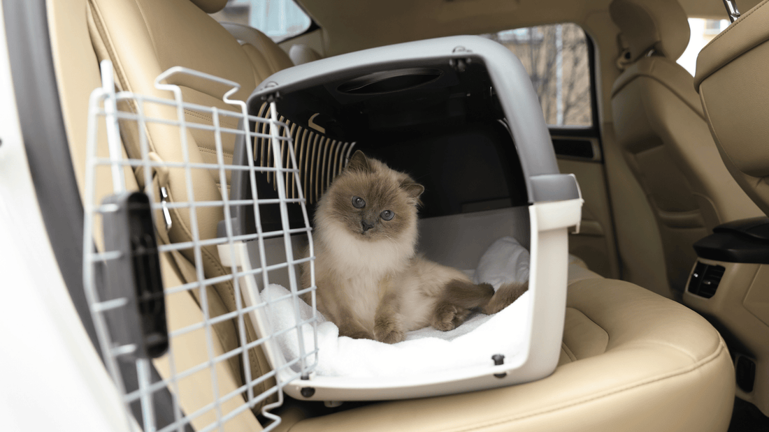 Moving abroad with pets: paperwork checklist for UK owners